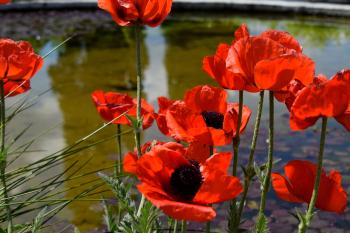Poppies at the water