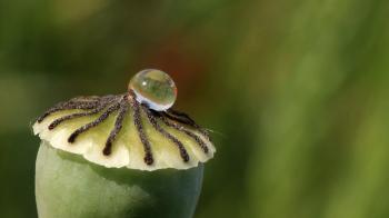 poppy capsule close-up Stock Video Footage - Videoblocks