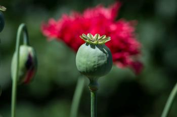 boll #capsule #close #flower #fruit capsule #mohngewaechs #nature ...
