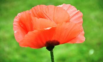Poppy Close Up - WallDevil