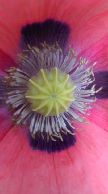 Poppy stamen and anthers