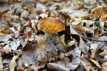 Porcini Mushroom in the fallen leaves