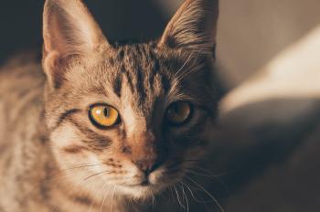 Portrait of a Cat