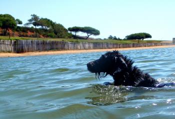 Portuguese Water Dog Swimming vigorously