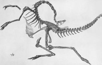 Chickens Help Scientists Study Dinosaur Death Pose - Inkfish