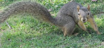 Pose of a Squirrel