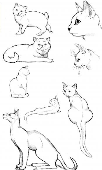 Cat Drawing Poses at GetDrawings.com | Free for personal use Cat ...