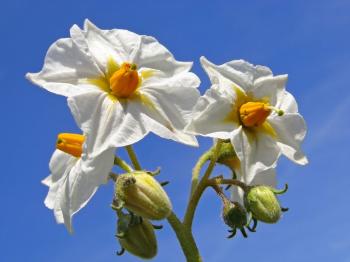 Do Potato Plants Bloom ? Why Potato Plants Flower And Fruit