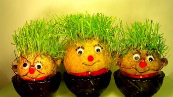 Grass Head Wheatgrass Hair grow Time-Lapse - YouTube