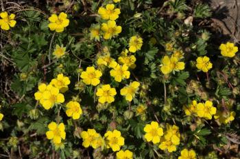 Shrubby Potentilla Info ? How To Care For Potentilla Shrubs