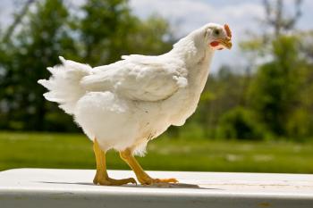 Welcome to AFS 4-H Youth Poultry | Animal & Food Sciences