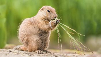 prairie-dog-eating.ngsversion.1432204316045.adapt.1900.1.jpg
