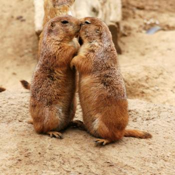 File:Kissing Prairie dog edit 3.jpg - Wikimedia Commons
