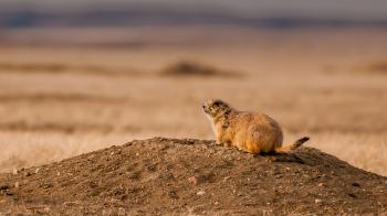 Prairie Dog | San Diego Zoo Animals & Plants