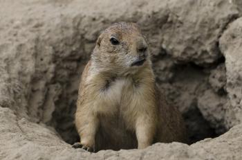 Black-Tailed Prairie Dog - Potawatomi Zoo