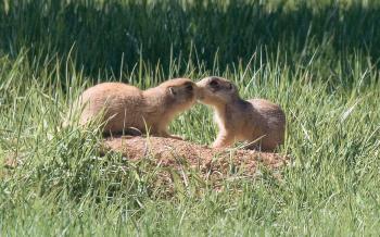 Professor John L. Hoogland - Prairie Dogs Are Charming And Cute, But ...