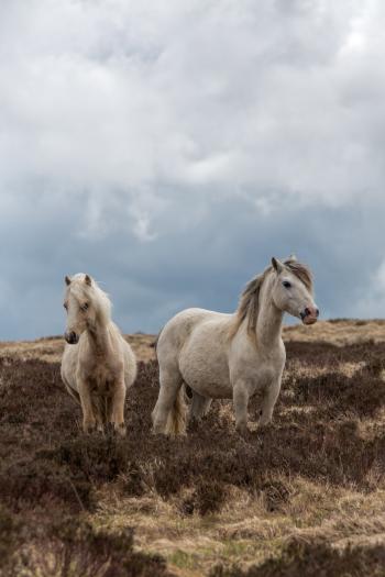Pregnant Welsh Wild Mountain Ponies