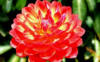 Beautiful Flower Names Fresh Pretty Flowers And Of - Home Garden ...