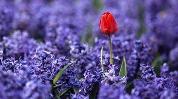 Pretty Purple Flowers - Pix For Web | Flowers | Pinterest | Flowers