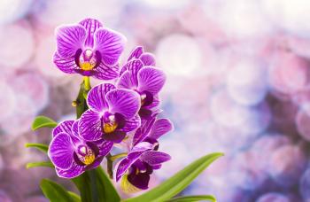 Lovely Beautiful Pretty Purple Flowers Orchids Desktop Wallpaper ...