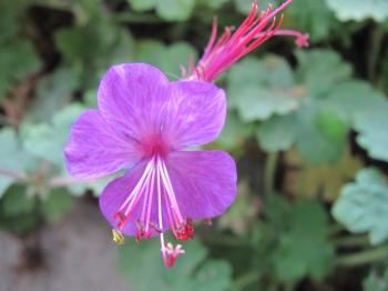 Pretty purple flower