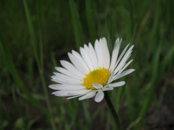 Pretty white daisy flower