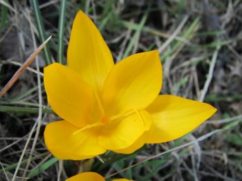 Pretty yellow crocus flower