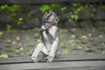 Primate Sitting On Wooden Surface