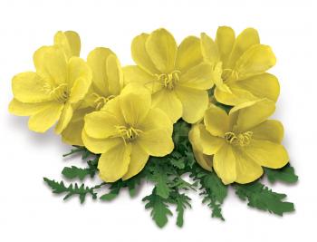 Sourcing GLA: evening primrose oil vs borage - Igennus Healthcare ...