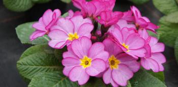 Primrose Open Days at Burston Nurseries