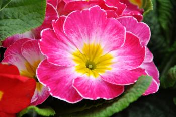 Birth Month Flowers All Have Their Special Meanings - Seriously Flowers