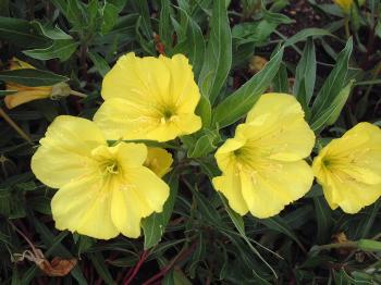 Evening Primrose, Missouri - TheTreeFarm.com