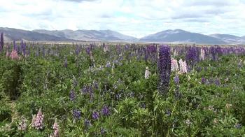 High Country Forage Project - Lupin Harvest 16/12/2013 - YouTube