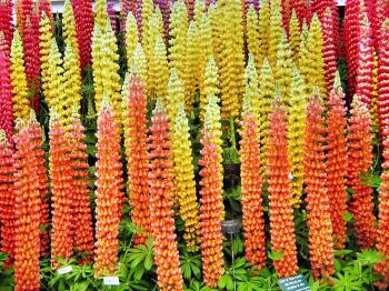 Prize Lupins