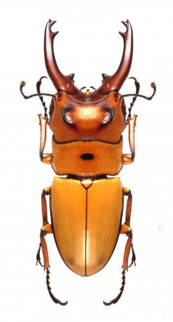 Prosopocoilus occitalis | Lucanidae | Pinterest | Insects, Beetles ...