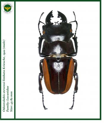 Pin by Glen Black on Insects | Pinterest | Insects, Moth and Creatures