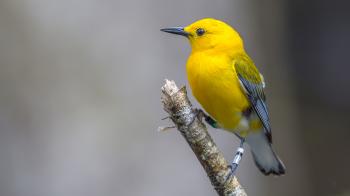 New Audubon Study Reveals Prothonotary Warbler 5,000 Mile Migration ...