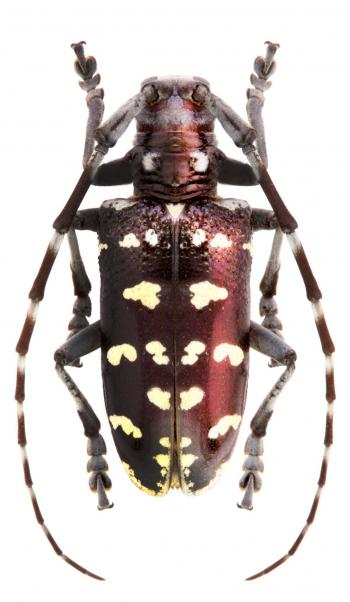 Anoplophora malasiaca (Genus of Asian longhorn beetles) CERAMBYCIDAE ...