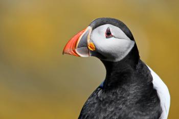 Puffin Portrait | Spotlight Images
