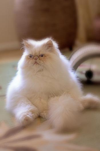 Puffy Javi #whitecat #Himalayan #persian #cat | Javier The Cat ...