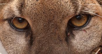 How Pumas Communicate Through Scent Marking – National Geographic Blog