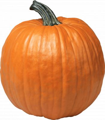 Single Pumpkin transparent PNG - StickPNG