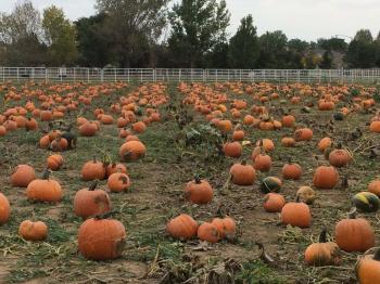 the Denver, Colorado Area Pumpkin Patches, Corn Mazes, Hayrides and ...