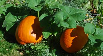 Pumpkin Vines Drawing at GetDrawings.com | Free for personal use ...