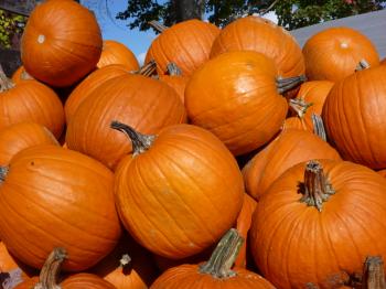 File:Pumpkin pile 01.jpg - Wikimedia Commons