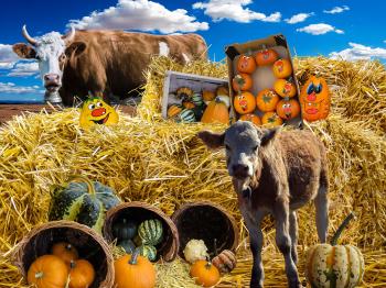 Pumpkin, Straw Bales and Cows