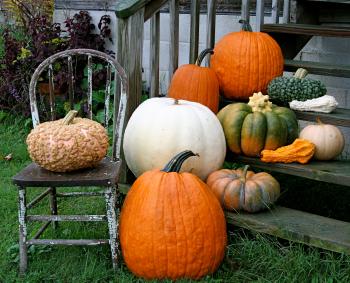 Picking the Perfect Pumpkins: a guide to heirloom pumpkin varieties