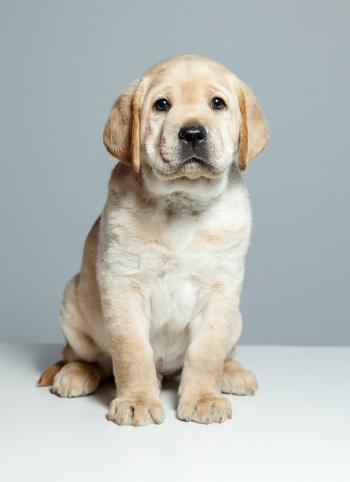 New Today Show Puppy with a Purpose | PEOPLE.com