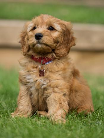 File:Goldendoodle puppy Marty.jpg - Wikimedia Commons