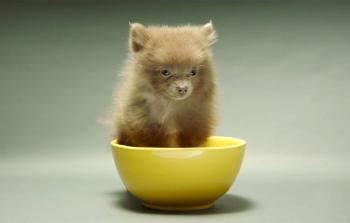 Puppy Bowl 2018 First Teaser | PEOPLE.com